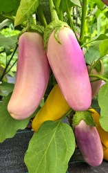eggplant kasmiri brnjal